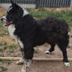 Donne Border Collie