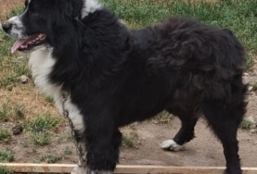 Donne Border Collie