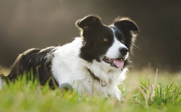 Quels sont les 5 races de chien les plus intelligentes ?