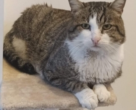 Tout Chat Tout Chien Rencontrez Votre Futur Animal Adoption Bienveillante