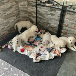 Adorables chiots Golden Disponibles