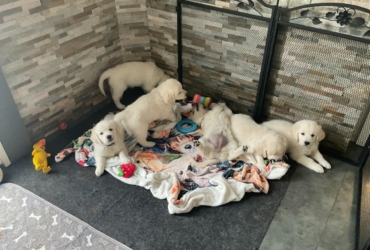 Adorables chiots Golden Disponibles