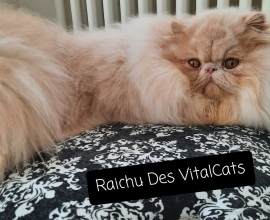 Tout Chat Tout Chien Rencontrez Votre Futur Animal Adoption Bienveillante
