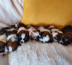 CHIOTS  » SHIH-TZU  » MALES –  De 4 semaines, à réserver