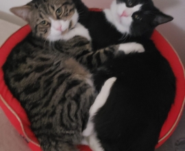 Tout Chat Tout Chien Rencontrez Votre Futur Animal Adoption Bienveillante