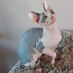 Chatons Sphynx