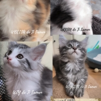 Maine Coon de Ti Laouen