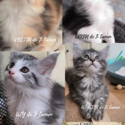 Maine Coon de Ti Laouen