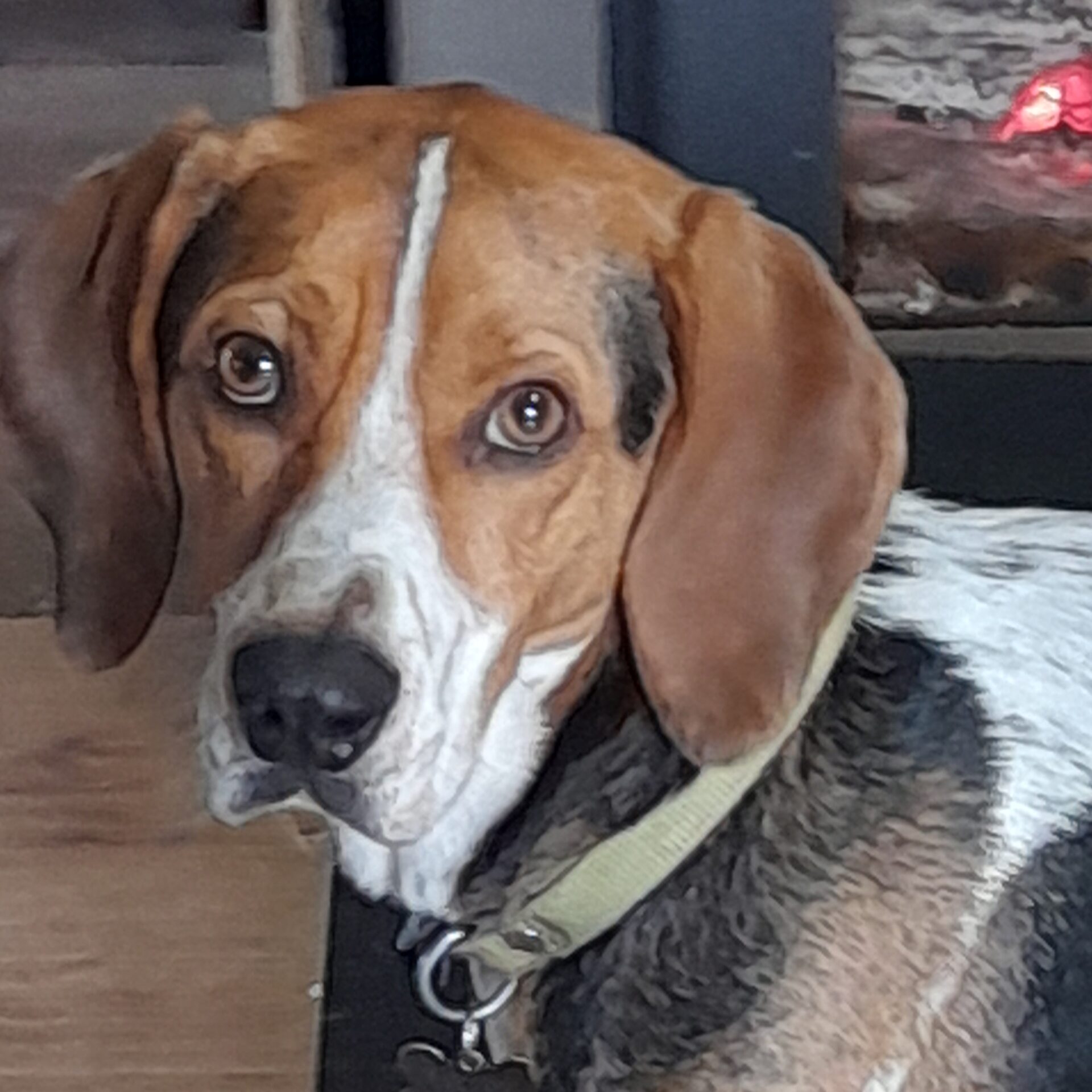 donne chien croisé beagle x bleu de gascogne