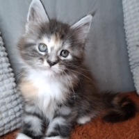 Chaton maine coon