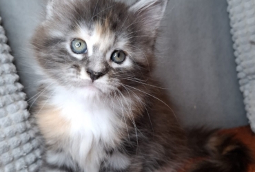 Chaton maine coon