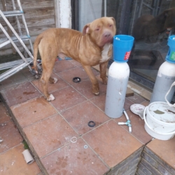 A donner mon chien
