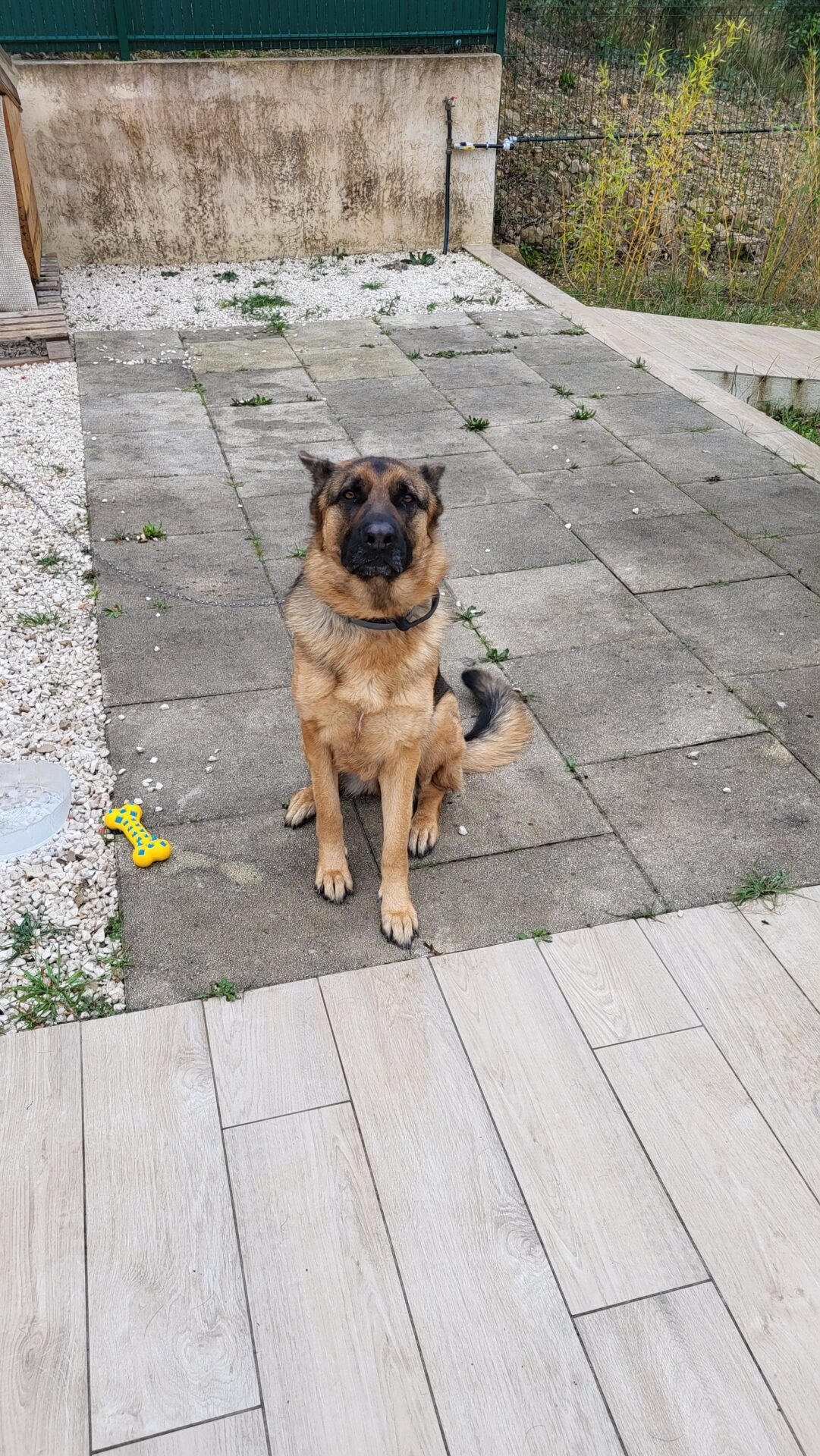 Donne chienne Berger Allemand