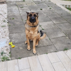 Donne chienne Berger Allemand