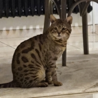 A donner contre bons soins