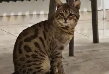 A donner contre bons soins