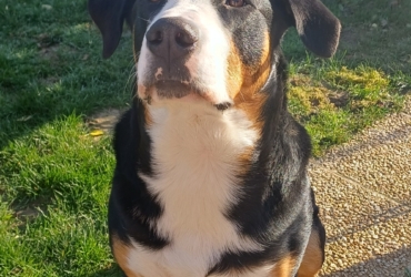 Chiot 1 an cherche une nouvelle famille aimante