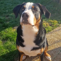 Chiot grand bouvier suisse d&rsquo;1 an cherche une nouvelle famille aimante