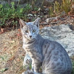 Association place chatons dans familles responsbles et aiùantes