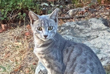 Association place chatons dans familles responsbles et aiùantes