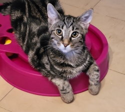 Chat A Donner Chatons A Donner Annonces De Refuges Et De Particuliers