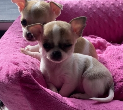 Chihuahuas femelles et mâle miniatures