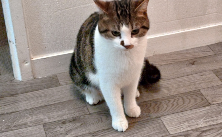Kiro Jeune Chat Tigre Gris Tout Chat Tout Chien