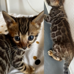 Trésor spectaculaire femelle bengal loof – très ht de gamme