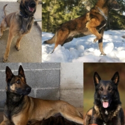 Chiot berger belge malinois LOF gros gabarit