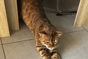 Chat Toyger LOF à adopter
