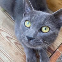 𝐆𝐑𝐘𝐅𝐅𝐎𝐍𝐃𝐎𝐑  né le 11/09/2021 – 𝗔𝗗𝗢𝗣𝗧𝗜𝗢𝗡 𝗦𝗢𝗦
