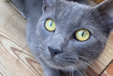 𝐆𝐑𝐘𝐅𝐅𝐎𝐍𝐃𝐎𝐑  né le 11/09/2021 – 𝗔𝗗𝗢𝗣𝗧𝗜𝗢𝗡 𝗦𝗢𝗦