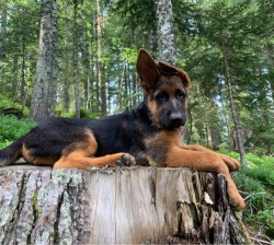 Élevage des Marais d’Elesmes