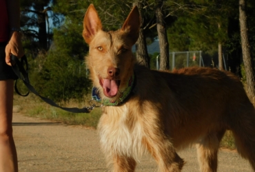 SIRIO chien à adopter