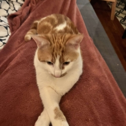 Don chat 7 mois