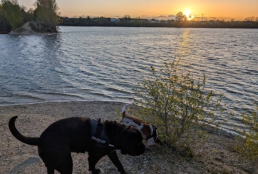 Cane Coso et Epagneul Breton croisé Beagle