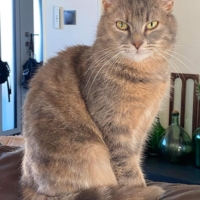 Adopter 𝐀𝐊𝐈𝐀 chatte née le 01/09/2020.