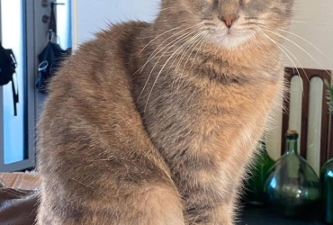 Adopter 𝐀𝐊𝐈𝐀 chatte née le 01/09/2020.