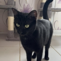 MADEMOISELLE – ADOPTION SOS