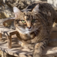 𝐀𝐌𝐀𝐘𝐀 chatte à adopter née le 10/10/2020