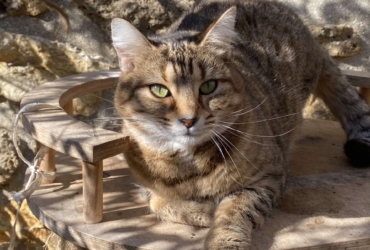 𝐀𝐌𝐀𝐘𝐀 chatte à adopter née le 10/10/2020