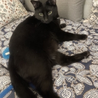 𝐊𝐔𝐑𝐎 né le 05/05/2023 adoption chat