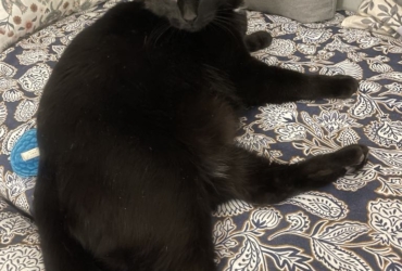 𝐊𝐔𝐑𝐎 né le 05/05/2023 adoption chat