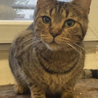 𝐓𝐈𝐒𝐇𝐀 née le 01/06/2023 adopter un chat