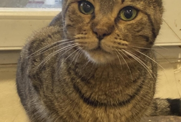 𝐓𝐈𝐒𝐇𝐀 née le 01/06/2023 adopter un chat