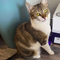𝐙𝐄𝐍𝐃𝐀𝐘𝐀 chatte à adopter est née  le 01/01/2024