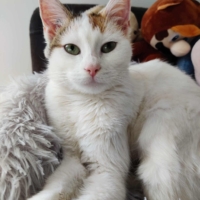 Snow, 2 ans, câline et joueuse
