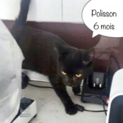 Polisson, le chaton coquin sauvé de la rue