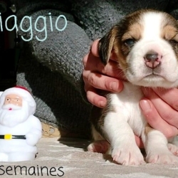 Adorables chiots de race Beagles Disponibles