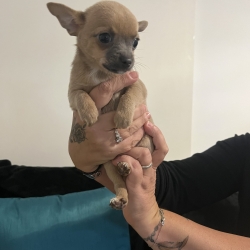 Chihuahua poils court 3 mois